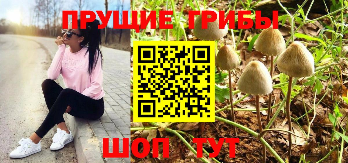 Псилоцибиновые грибы Cubensis Мценск